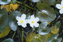 Image of white water snowflake