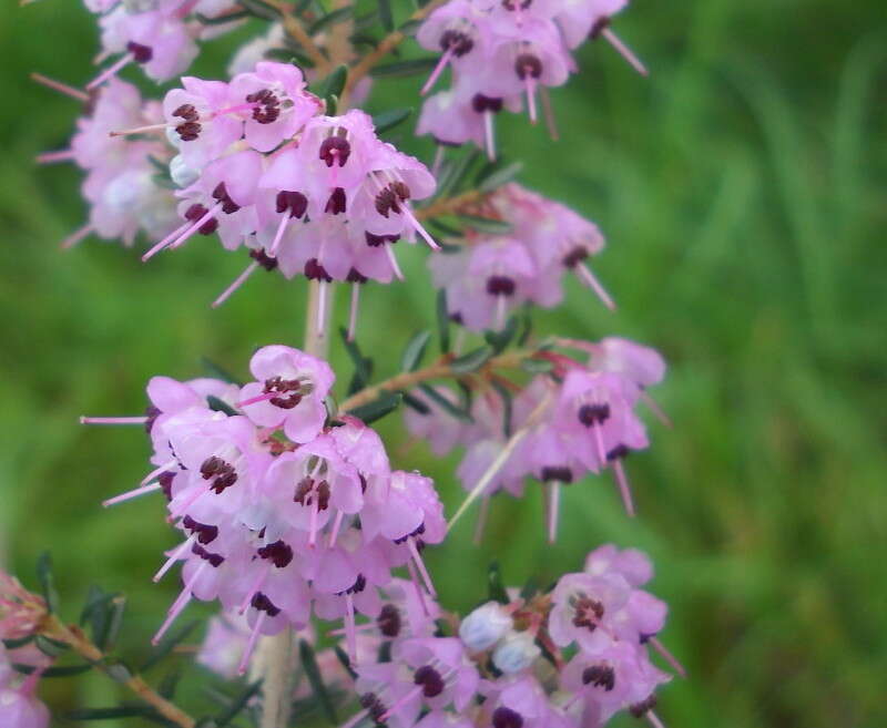 Image of hairy grey heather