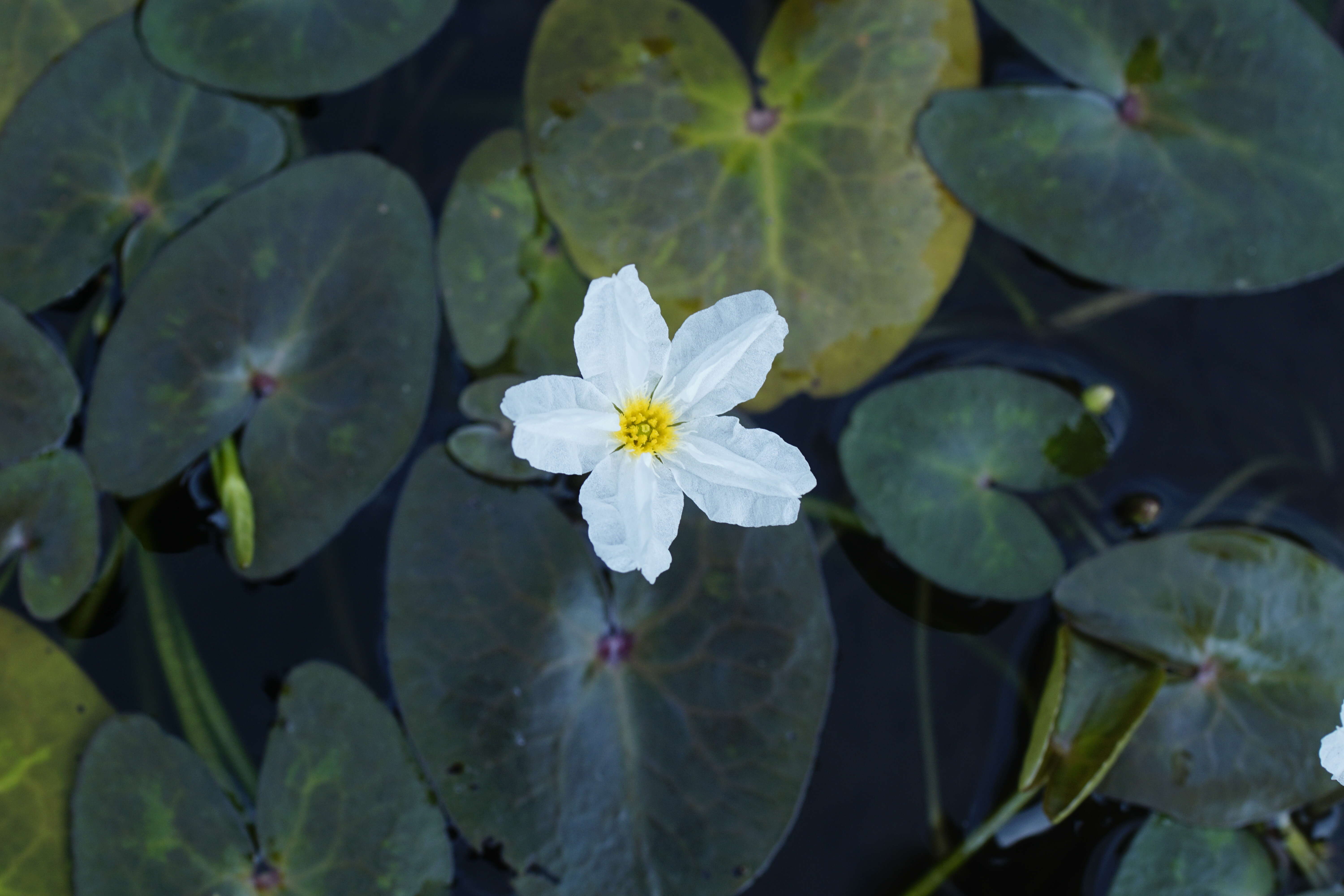 Image of white water snowflake