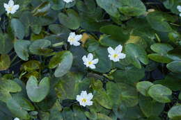 Image of white water snowflake