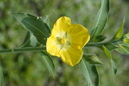 Plancia ëd Ludwigia peruviana (L.) Hara