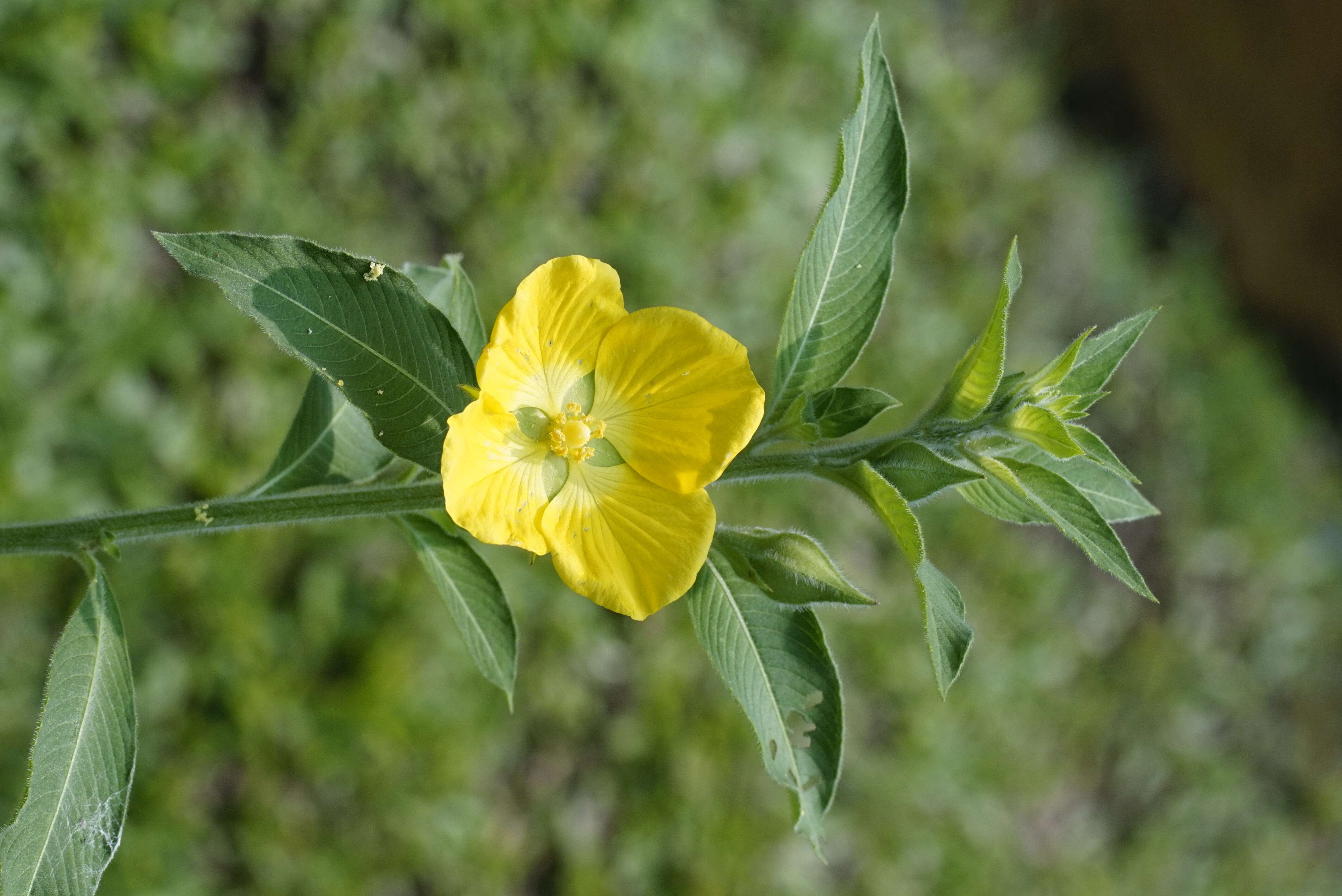 Plancia ëd Ludwigia peruviana (L.) Hara