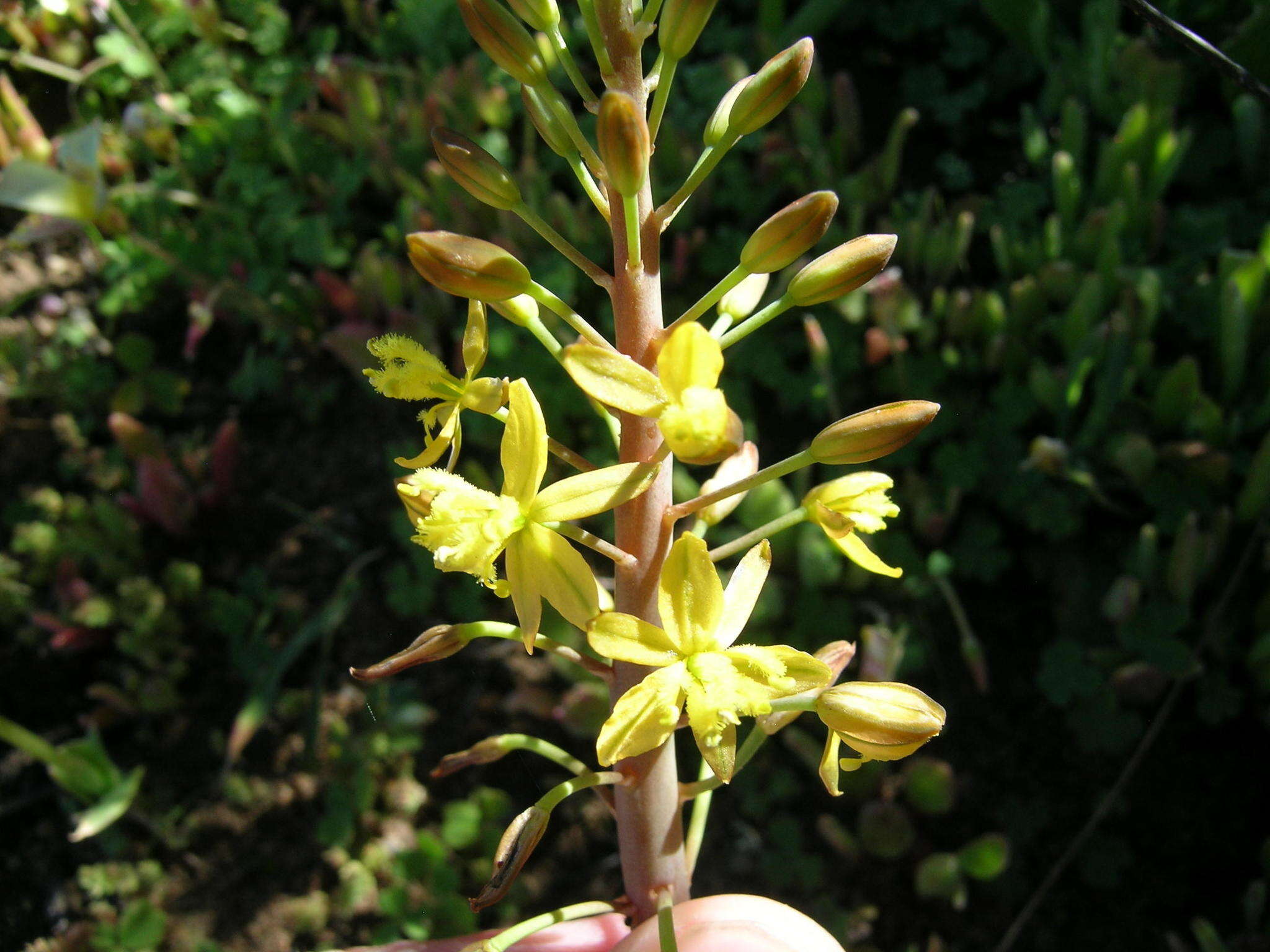 Image of Bulbine succulenta Compton