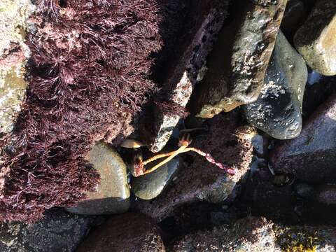 Image of New Zealand sea tulip