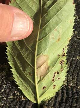 Image of Phyllonorycter tritaenianella (Chambers 1871)