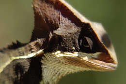 Image of Brown Basilisk