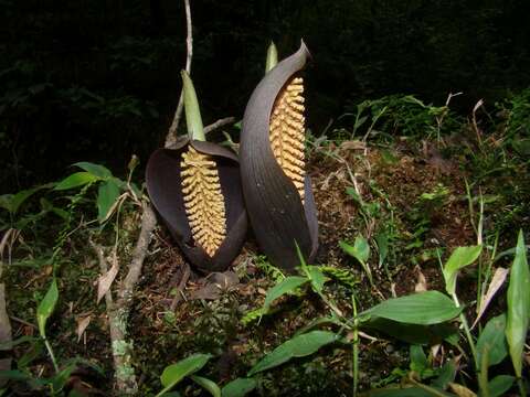 Image of Gorgonidium vermicidum (Speg.) Bogner & Nicolson