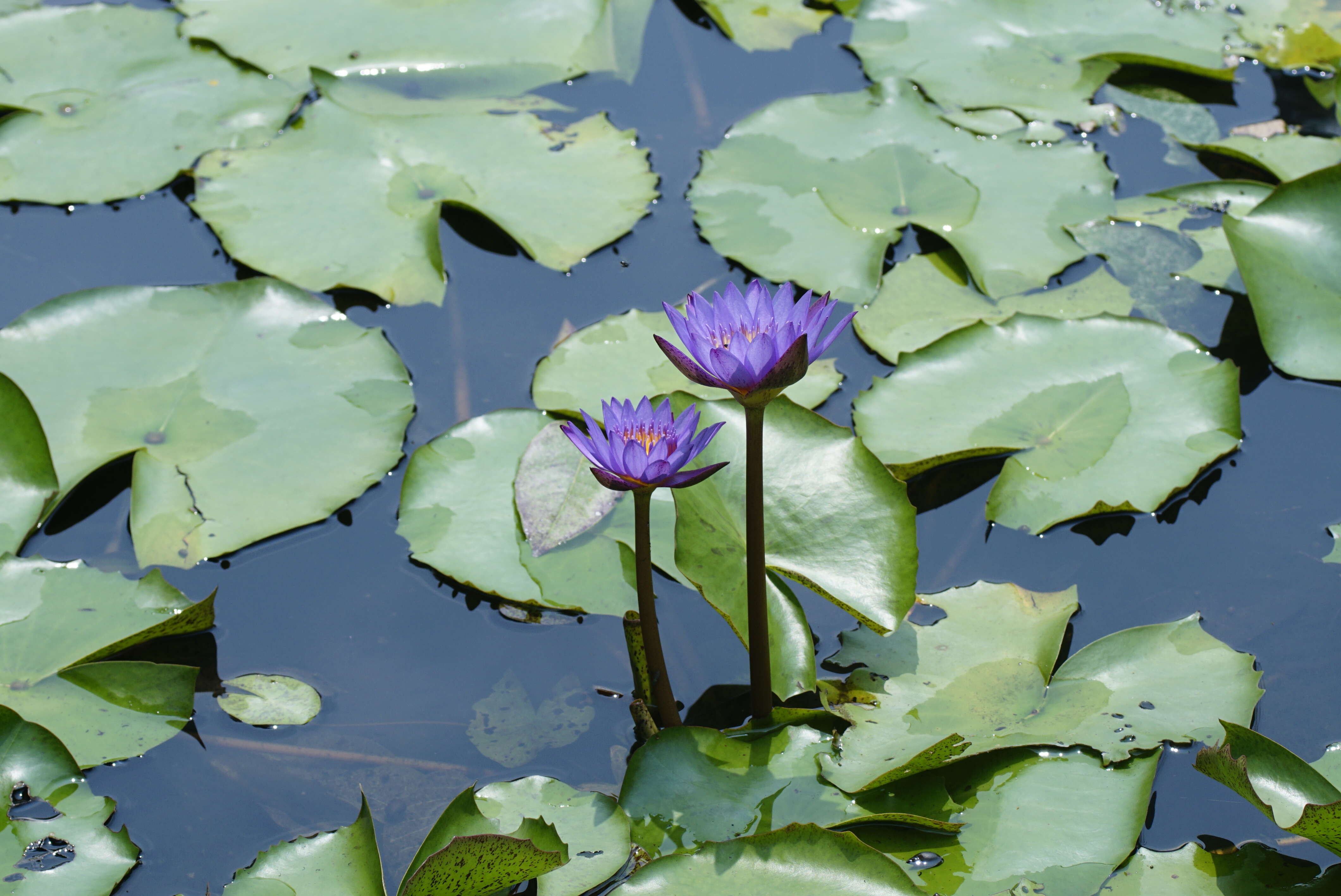 Image of blue star water-lily