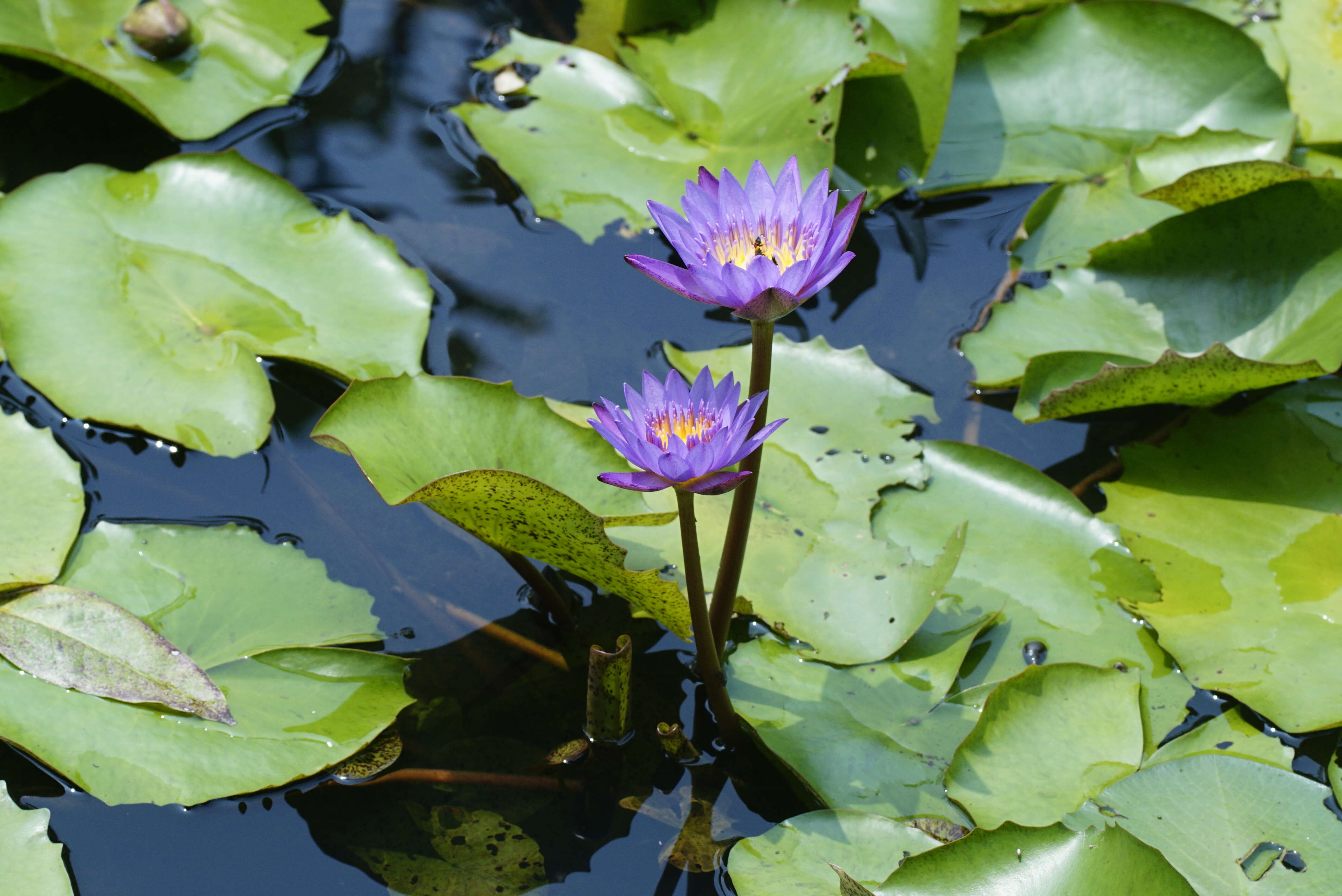 Image of blue star water-lily