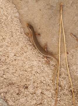 Image of Chalcides ocellatus ocellatus (Forskal 1775)