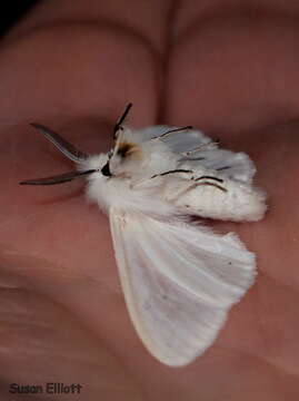 Image of Agreeable Tiger Moth