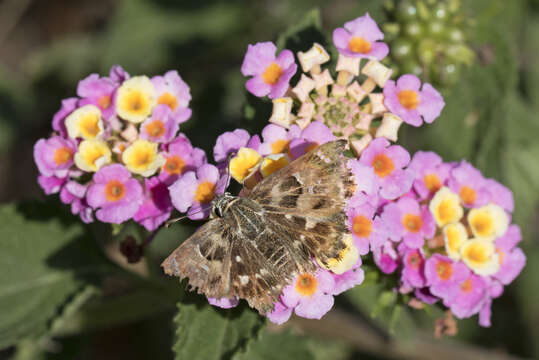 Image of Mallow Skipper