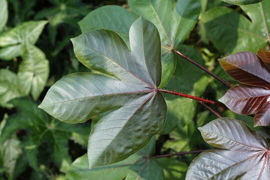 Image of bellyache bush