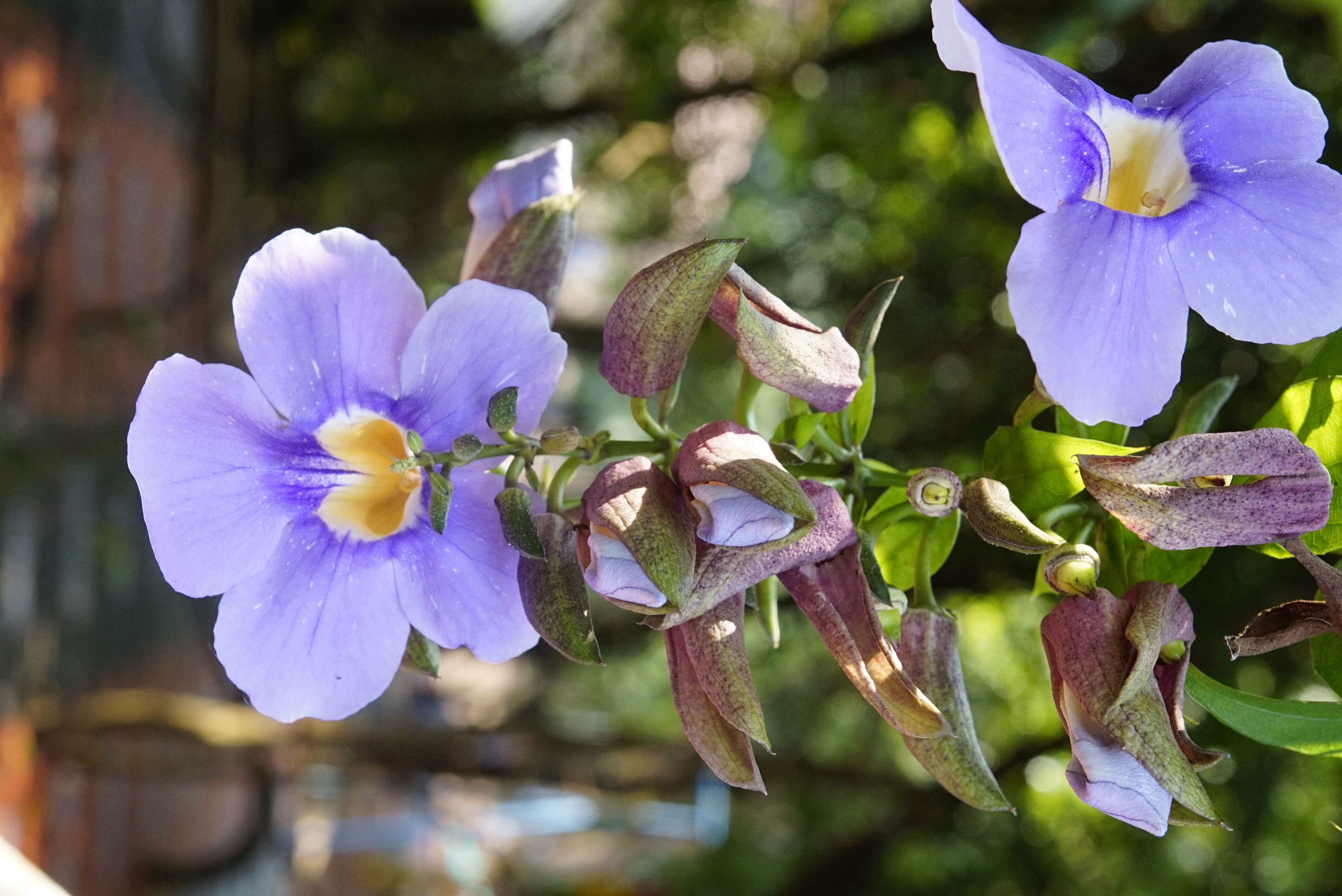 Image of laurel clockvine