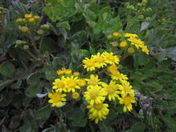 Plancia ëd Senecio banksii Hook. fil.