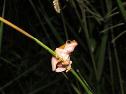 Image of Dendropsophus arndti Caminer, Milá, Jansen, Fouquet, Venegas, Chávez, Lougheed & Ron 2017