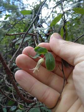 Image of Billardiera scandens Sm.