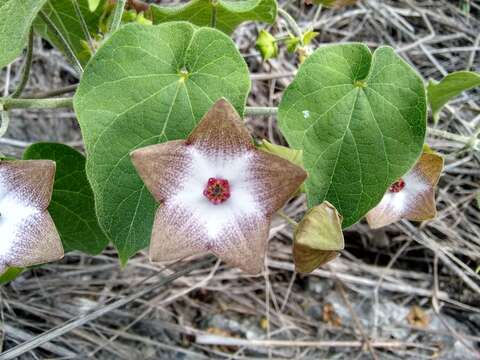 صورة Polystemma guatemalense (Schltr.) W. D. Stevens