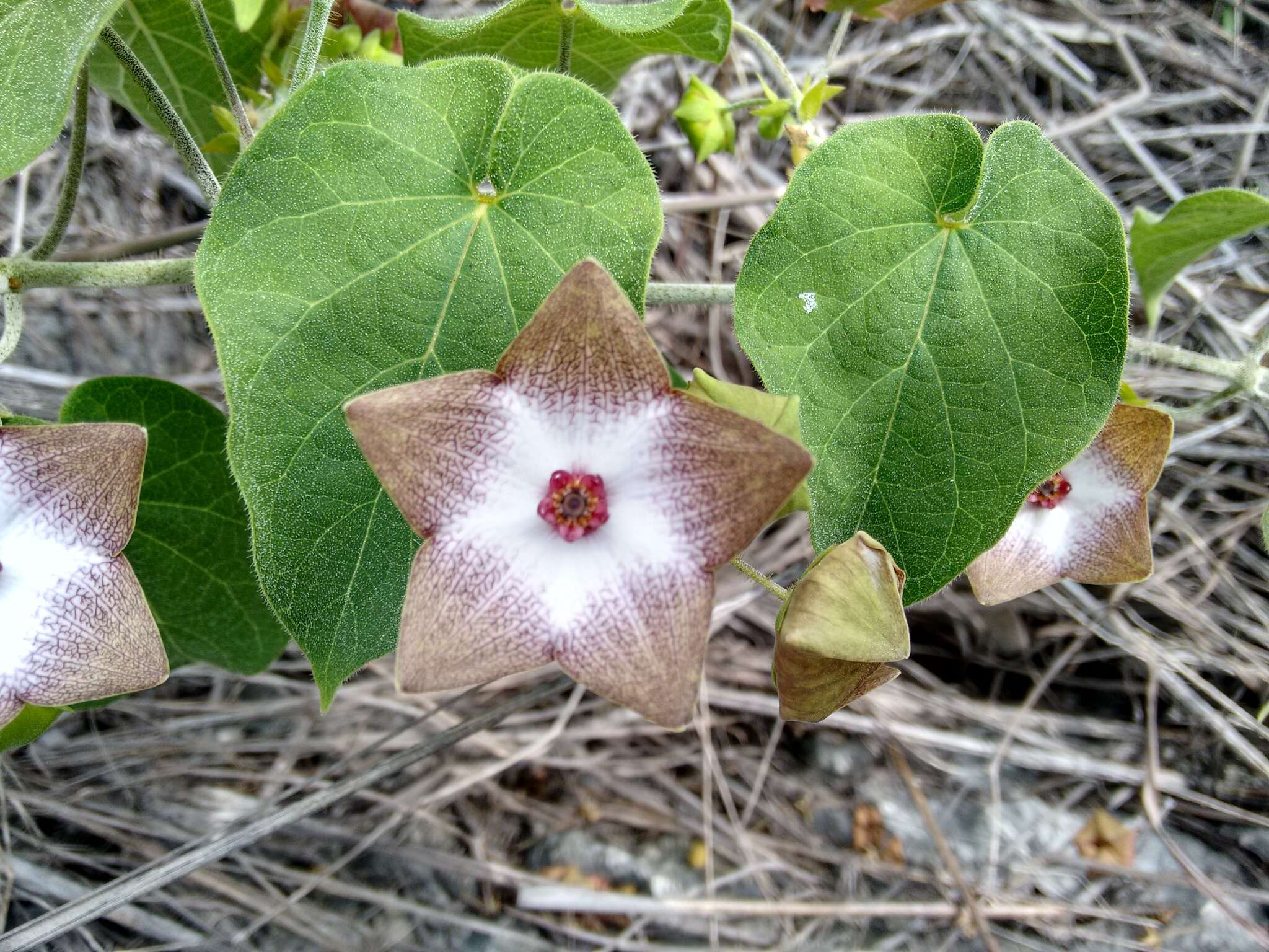 Sivun Polystemma guatemalense (Schltr.) W. D. Stevens kuva