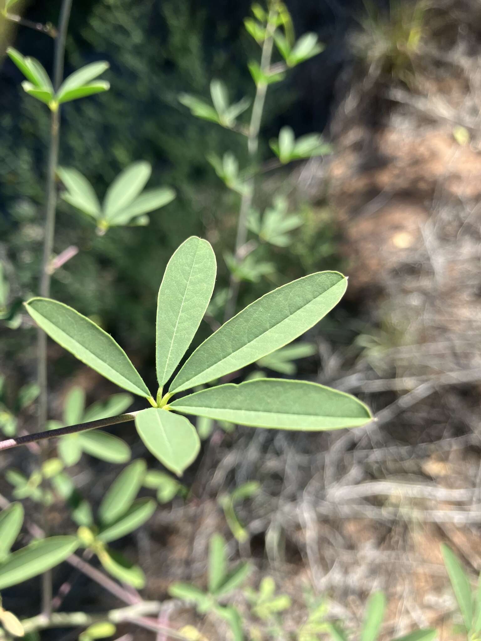 Image of Jones' Beeplant