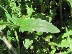 Image of Hyaloperonospora thlaspeos-arvensis