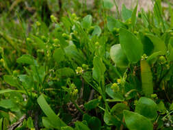 Image de Ranunculus bonariensis Poir.