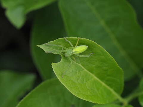 Image of Micrommata virescens (Clerck 1757)