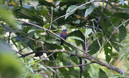 Image of Maroon-belted Chat-Tyrant