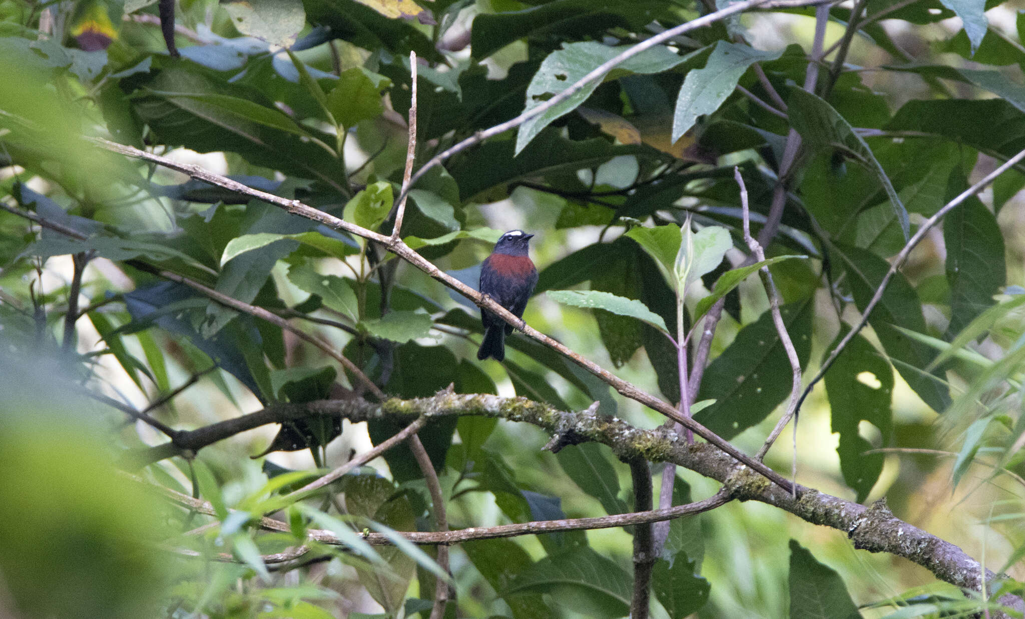 Image of Maroon-belted Chat-Tyrant