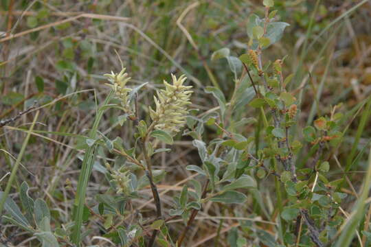 Image of grayleaf willow