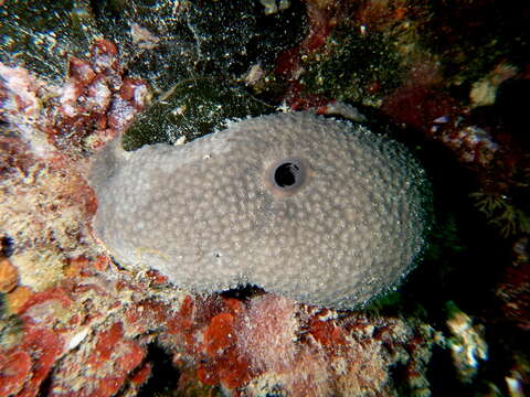 Image of grey leather sponge