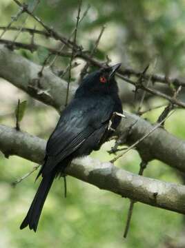 Image of Common Square-tailed Drongo