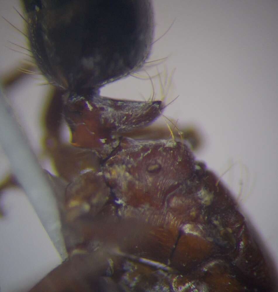 Image of Rossomyrmex