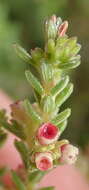 Image of Erica serrata Thunb.