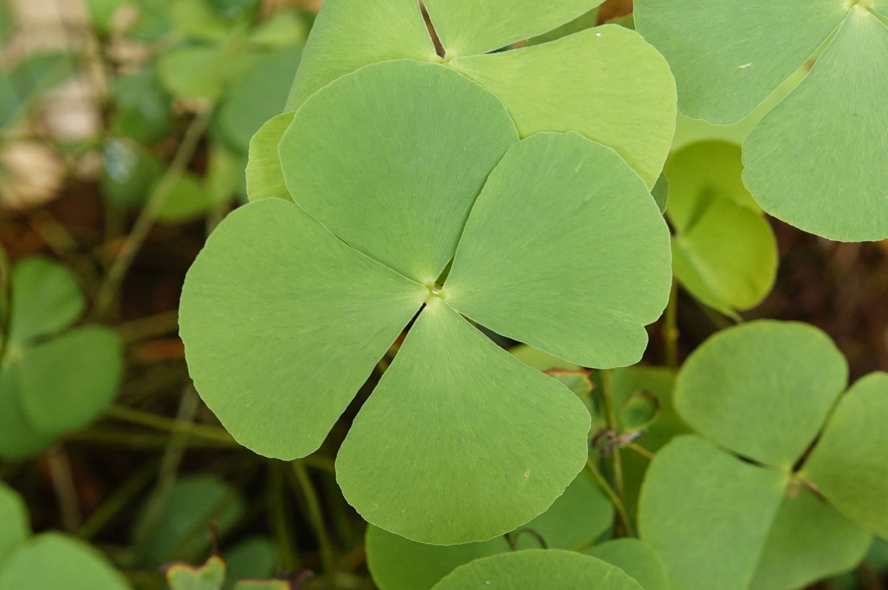 Imagem de Marsilea minuta L.