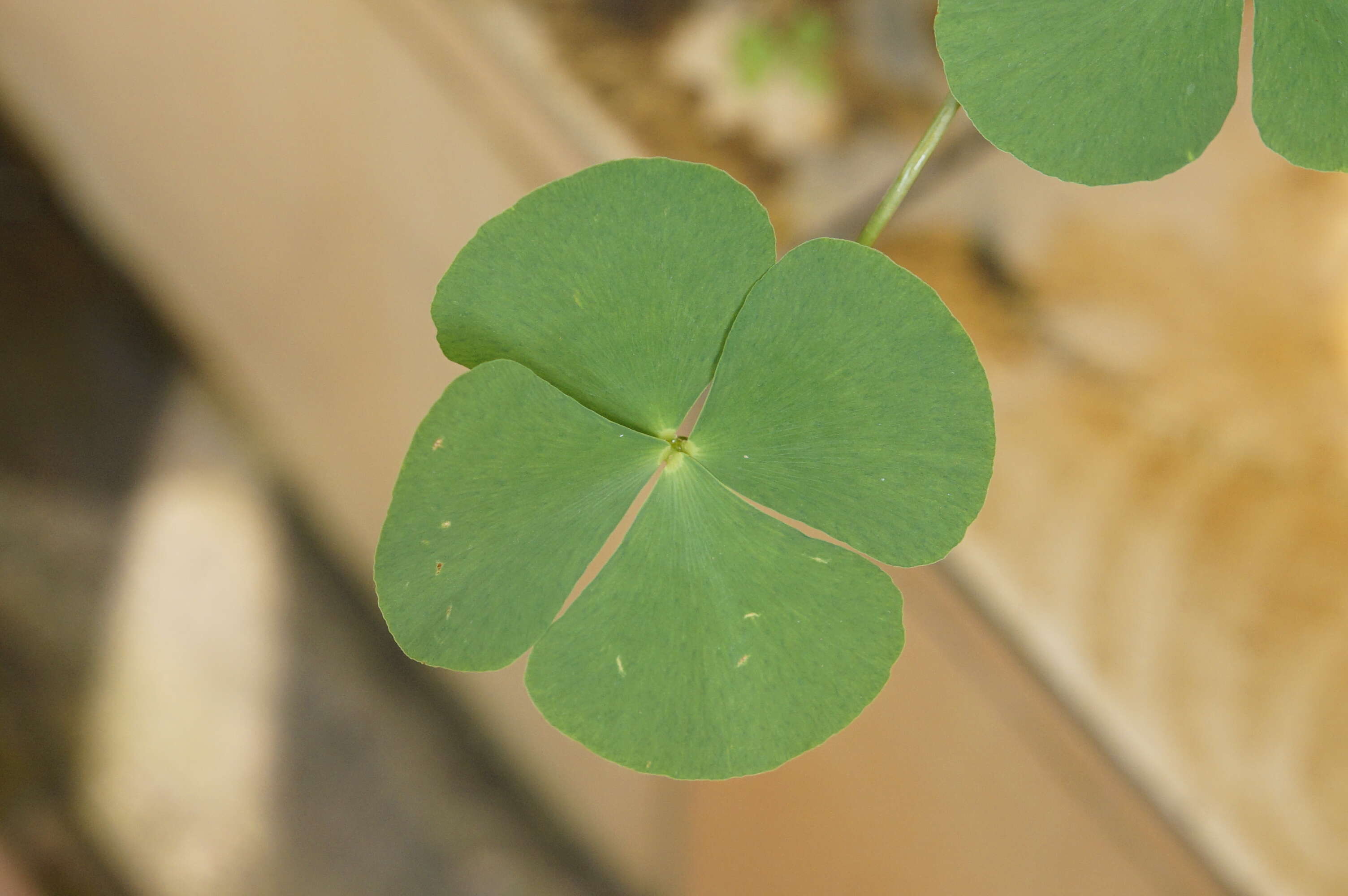 Imagem de Marsilea minuta L.