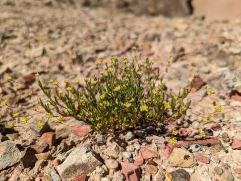 Image of salty buckwheat