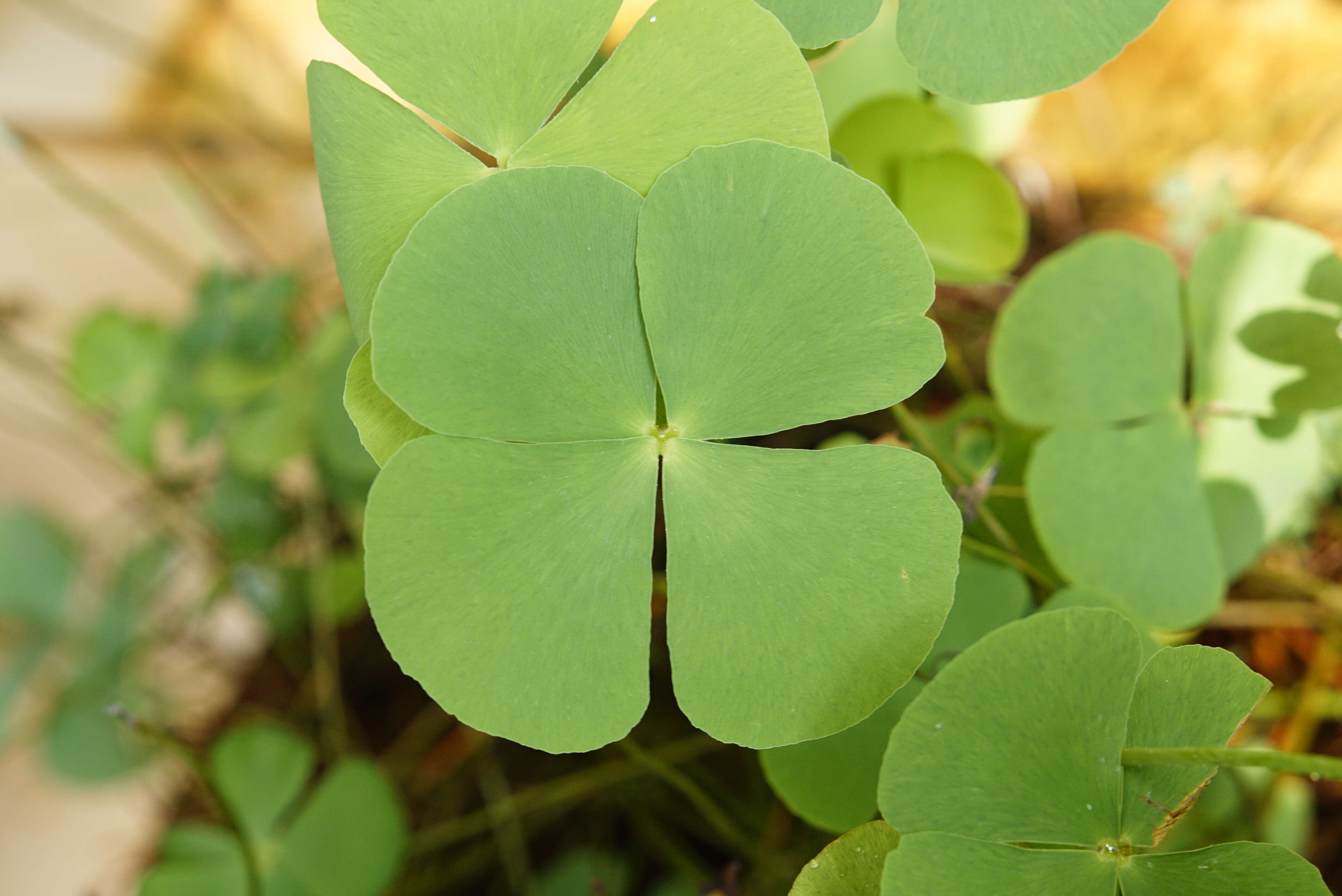 Imagem de Marsilea minuta L.