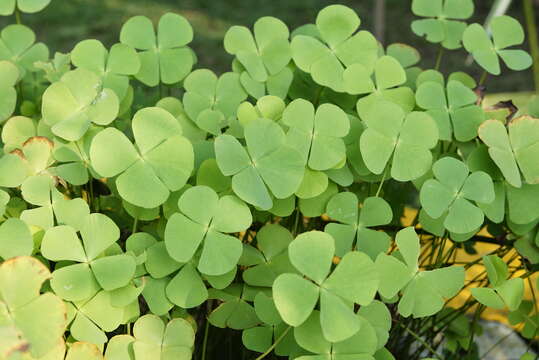 Image of Dwarf Water Clover