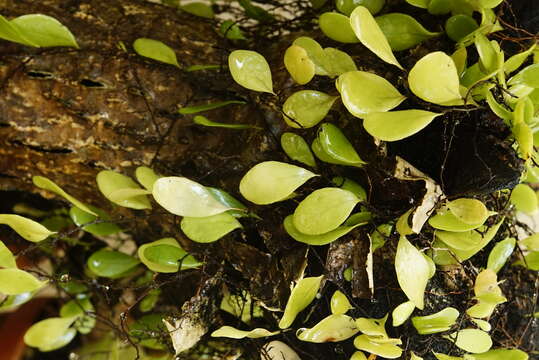 Image of tongue fern