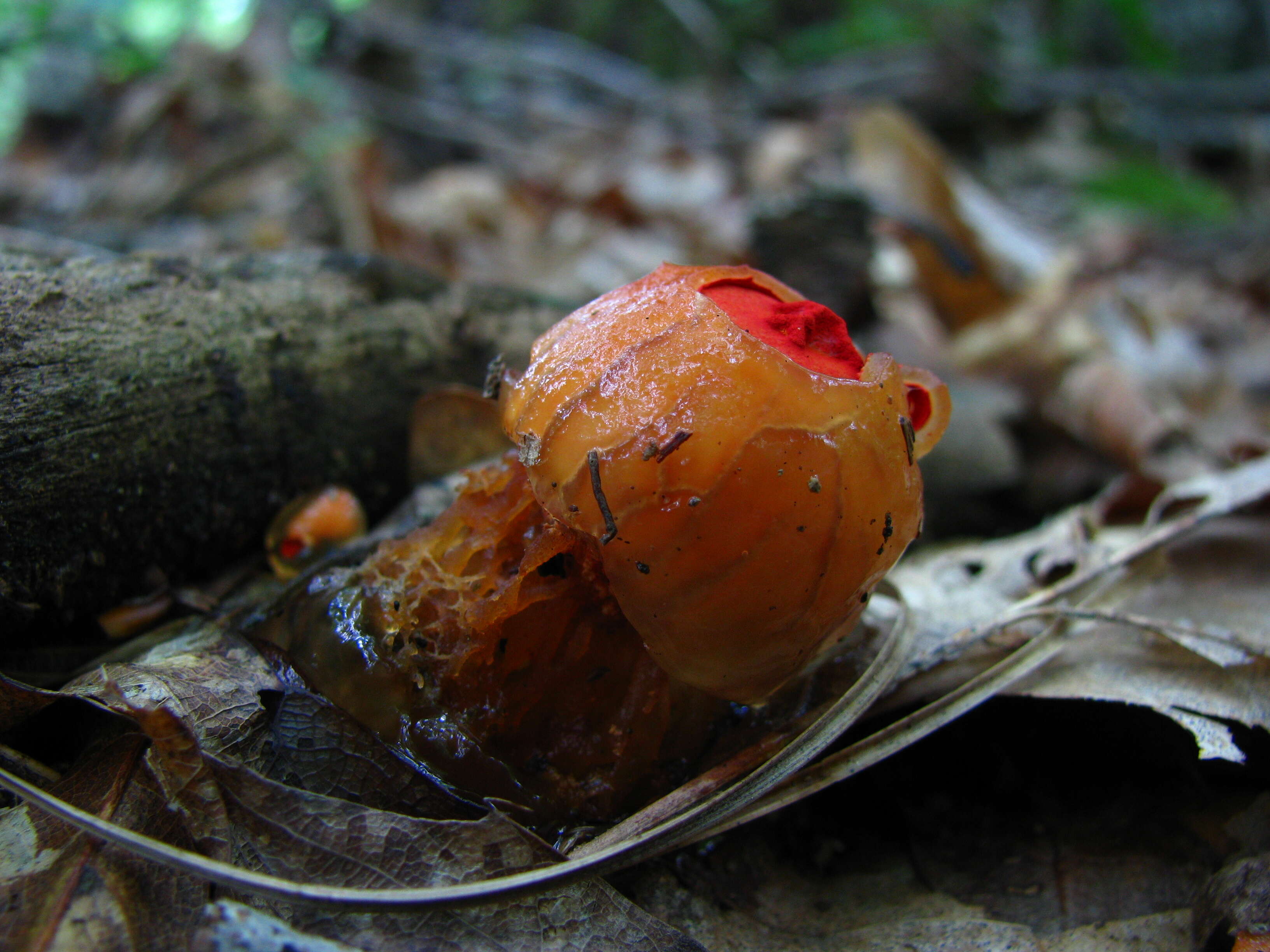 Image of Red aspic puffball