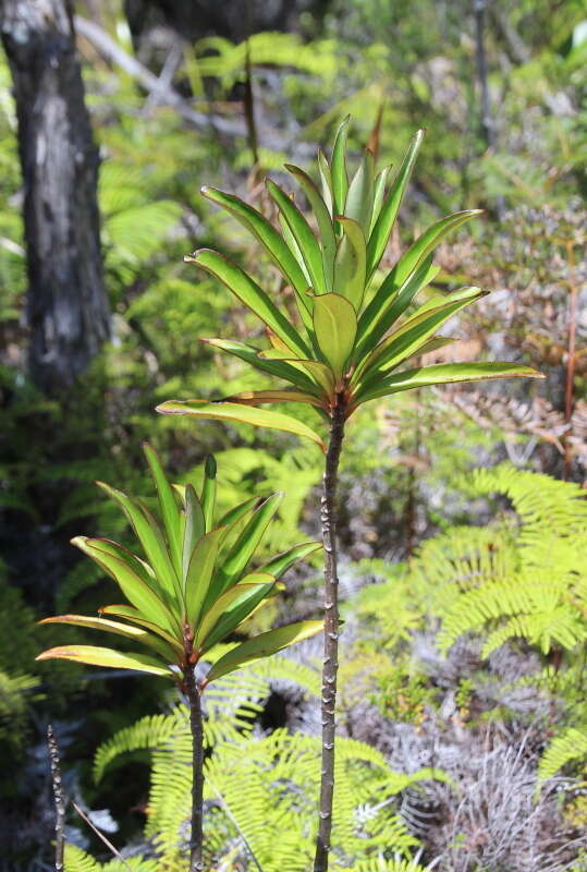 Image de Urostemon kirkii var. angustior (Allan) B. Nord.