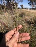 Image of Austrostipa platychaeta (Hughes) S. W. L. Jacobs & J. Everett