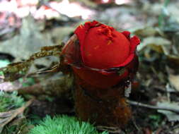 Image of Red aspic puffball