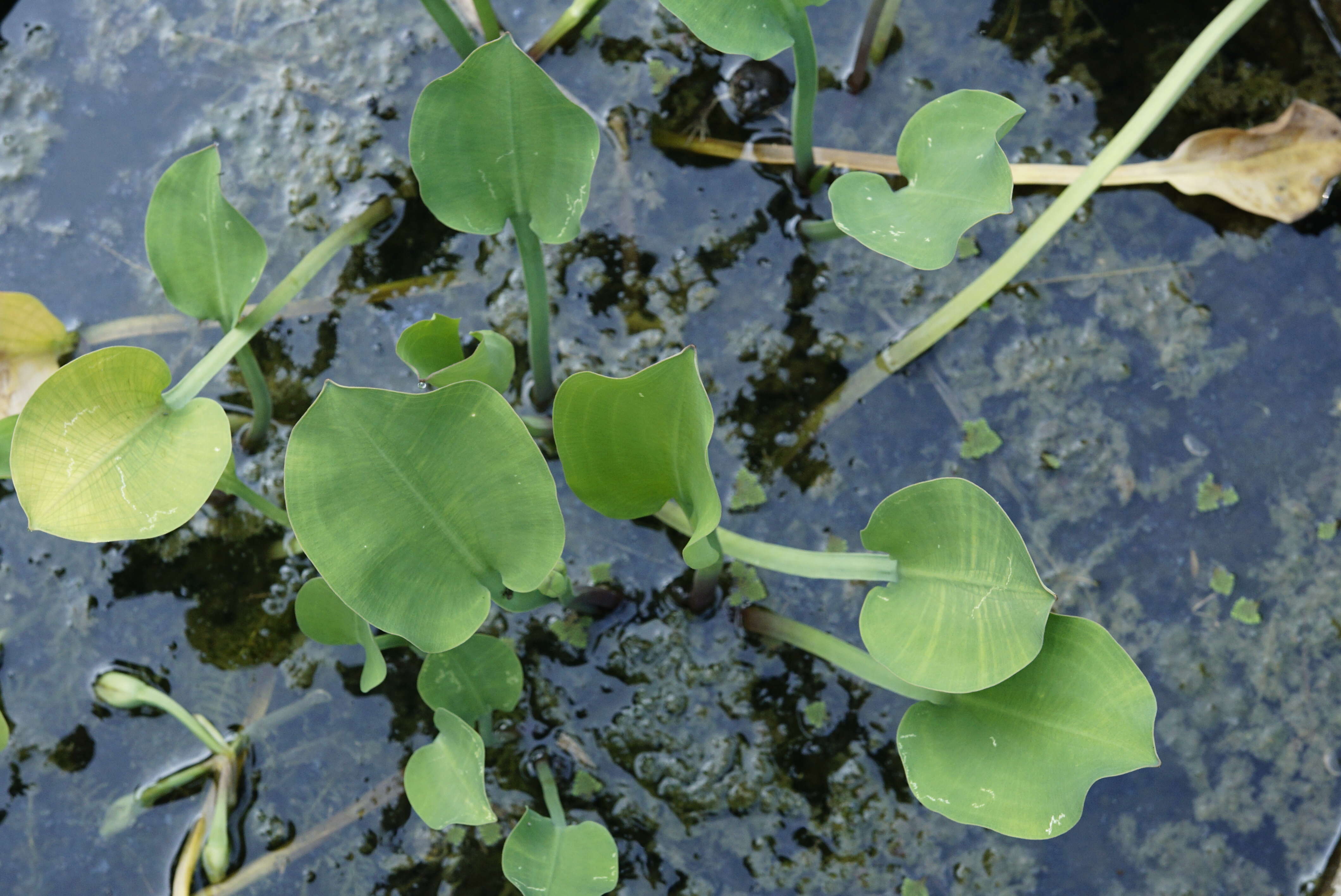 Image of velvetleaf