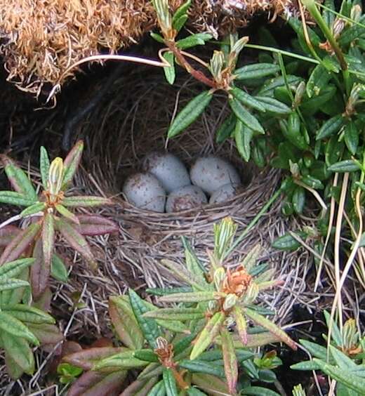 Image of juncos