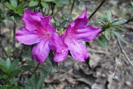 Plancia ëd Rhododendron simsii Planch.