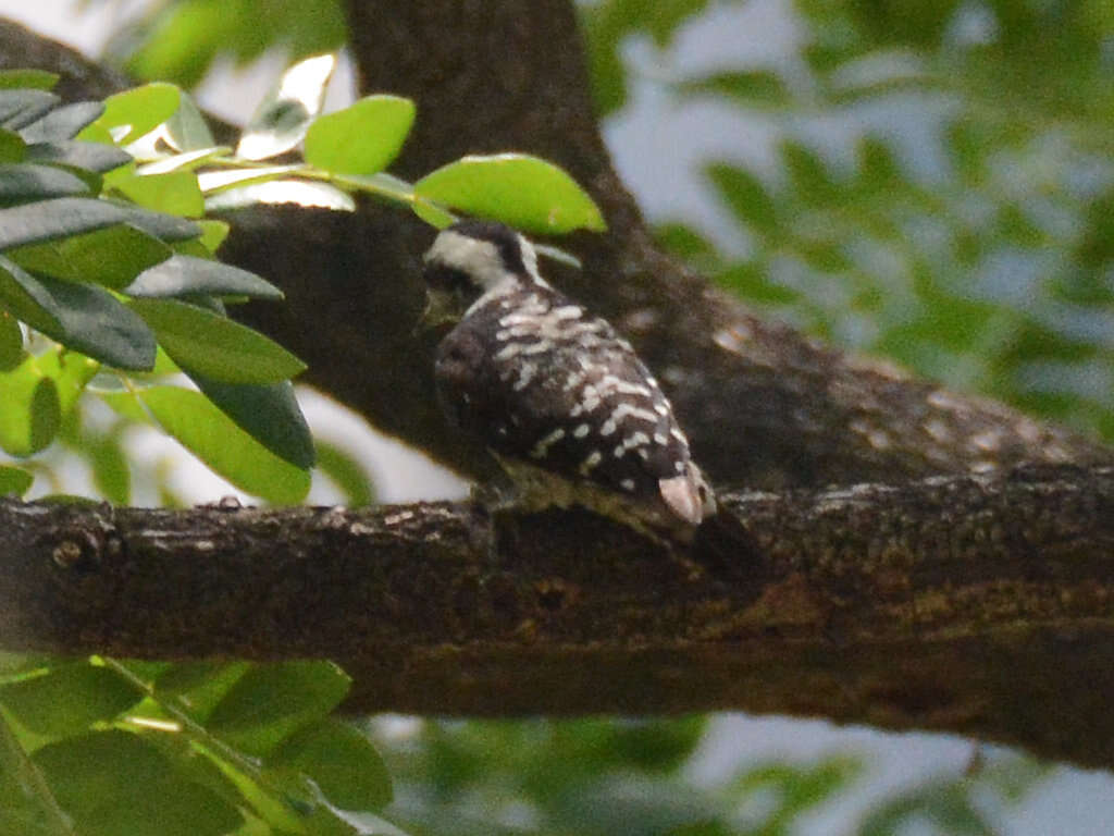 Image of Grey-capped Pygmy Woodpecker