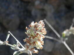 Image of Condea anitae (Epling & Játiva) Harley & J. F. B. Pastore