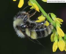 Image of Bombus lantschouensis Vogt 1908